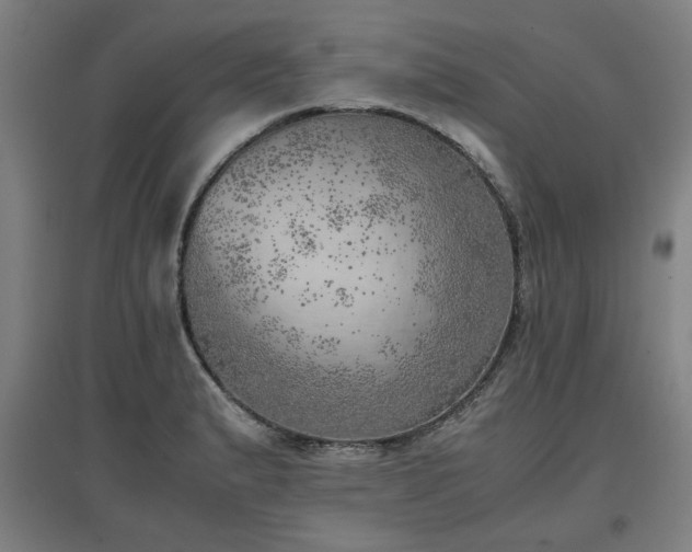 X0000096961183200802151228