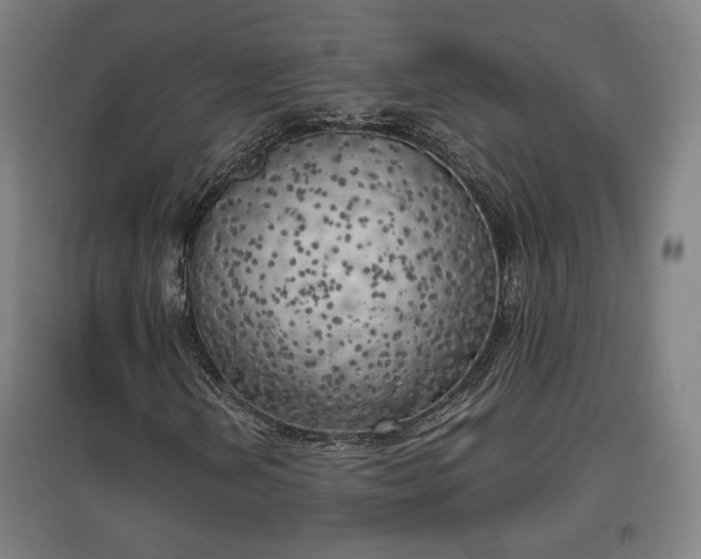 X0000096961202200802151228