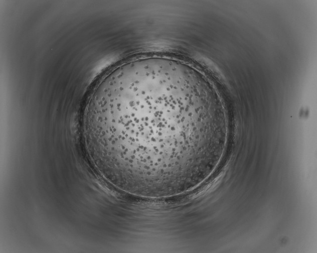 X0000096961210200802151228