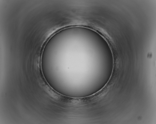 X0000096961220200802151228