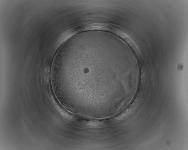 X0000096961233200802151228