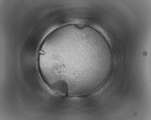 X0000096961235200802151228