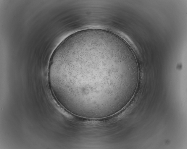 X0000096961236200802151228