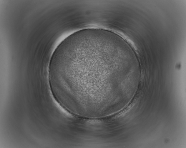 X0000096961239200802151228