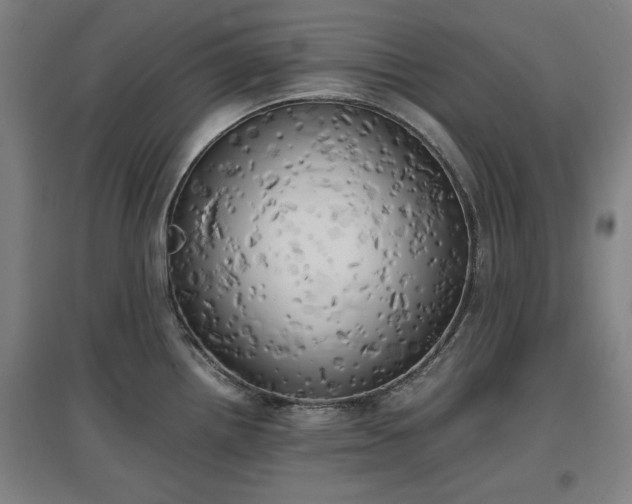 X0000096961242200802151228