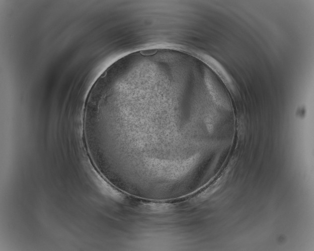 X0000096961244200802151228