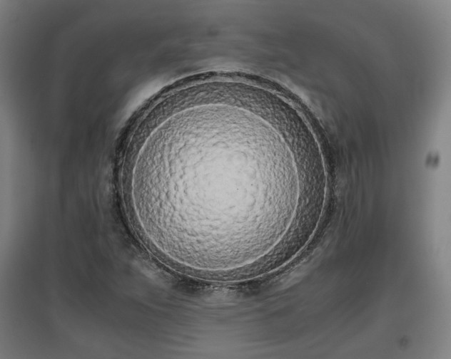 X0000096961263200802151227