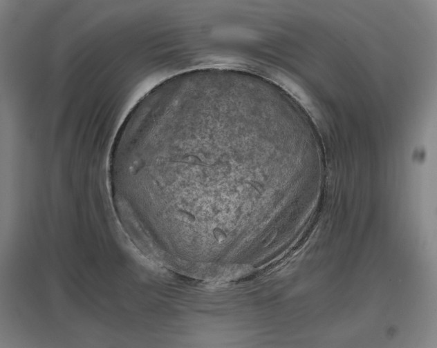 X0000096961283200802151227