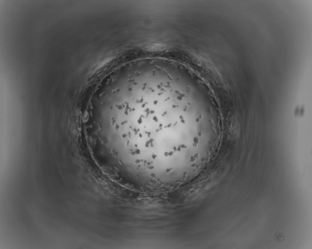 X0000096961301200802151226