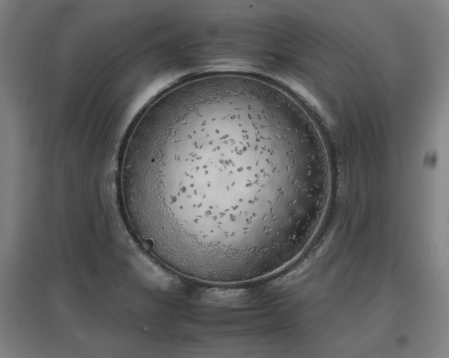 X0000096961325200802151226