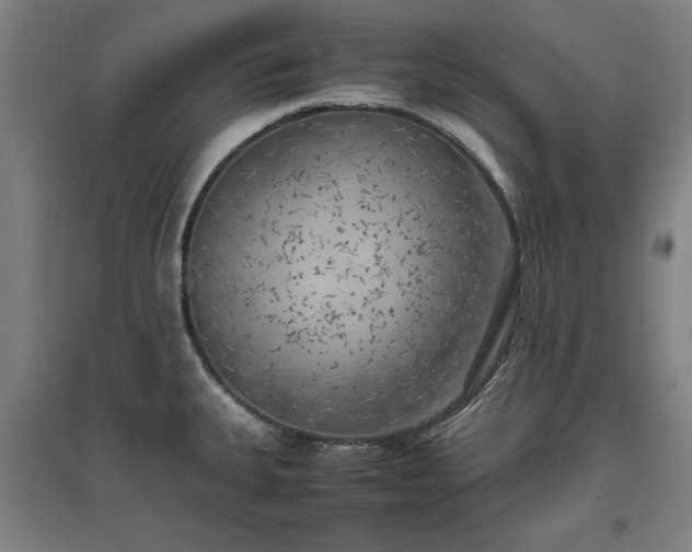 X0000096961335200802151227