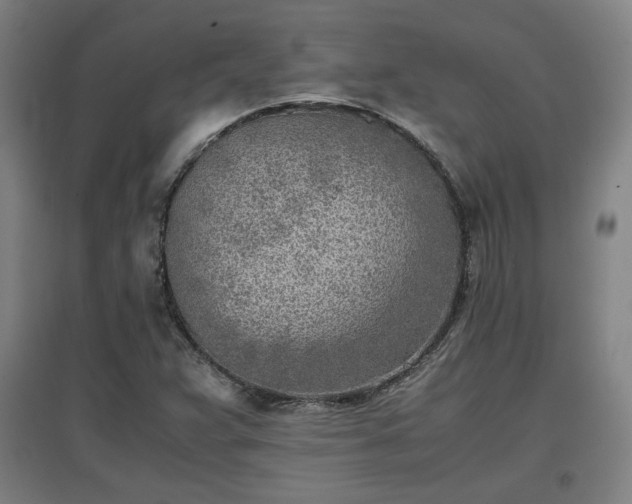 X0000096961359200802151226