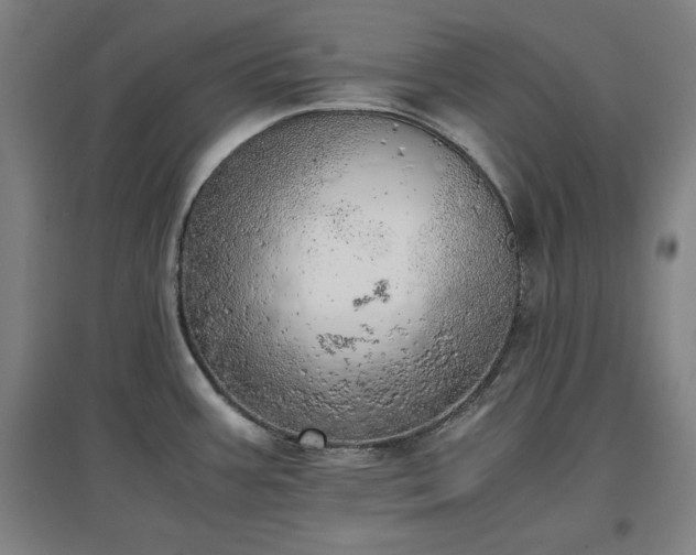 X0000096961387200802151225