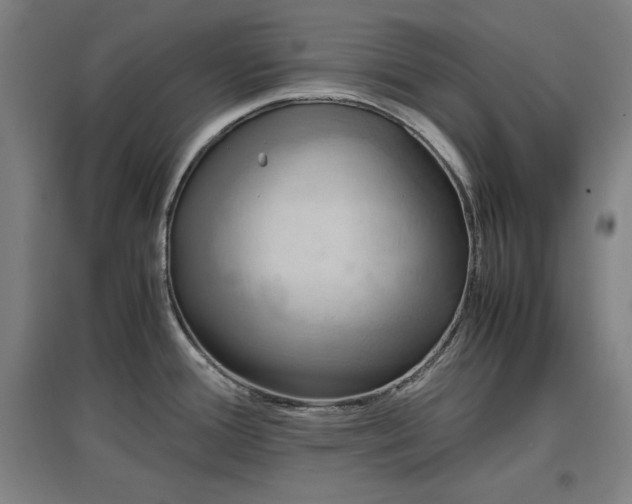 X0000096961388200802151225