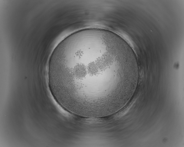 X0000096961391200802151225