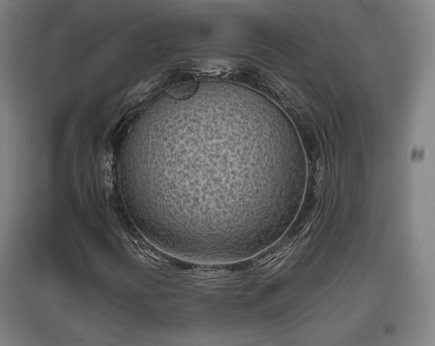 X0000096961394200802151225