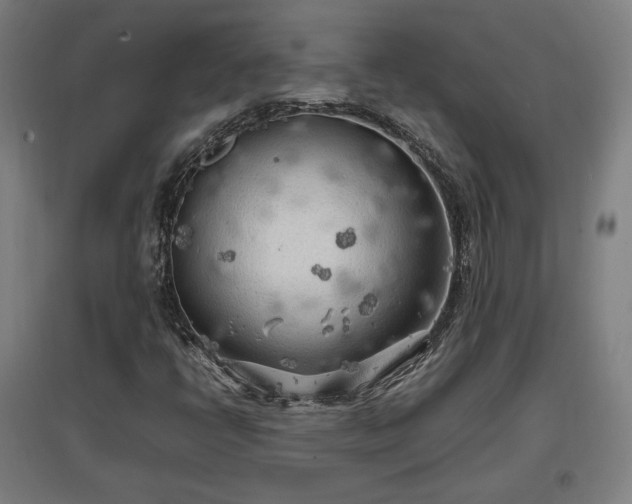 X0000096961398200802151225