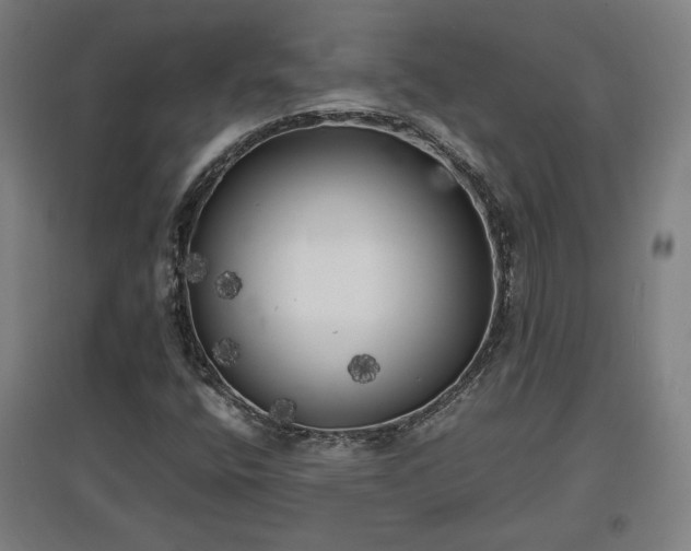 X0000096961400200802151225