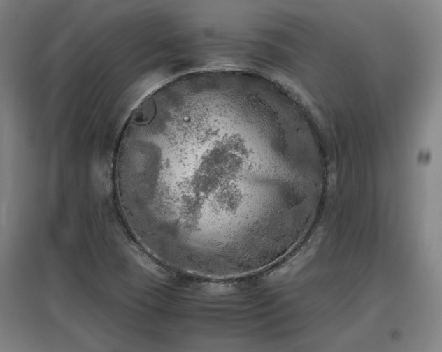 X0000096961409200802151225