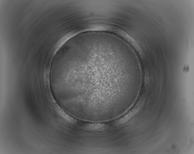 X0000096961417200802151225