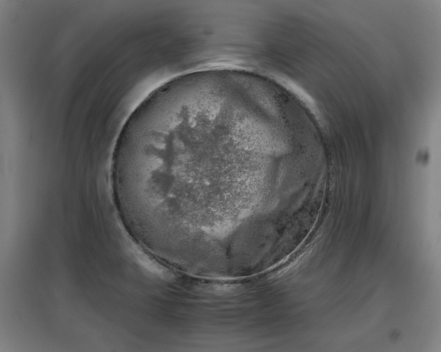 X0000096961423200802151225