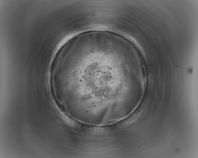 X0000096961424200802151225