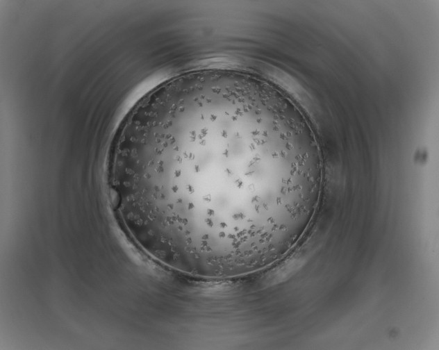 X0000096961426200802151225
