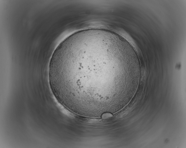 X0000096961439200802151225