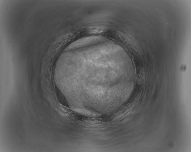 X0000096961441200802151225