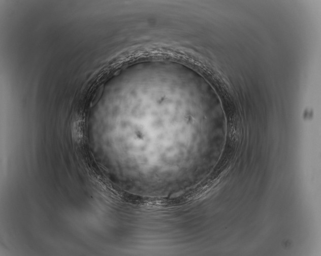 X0000096961490200802151223