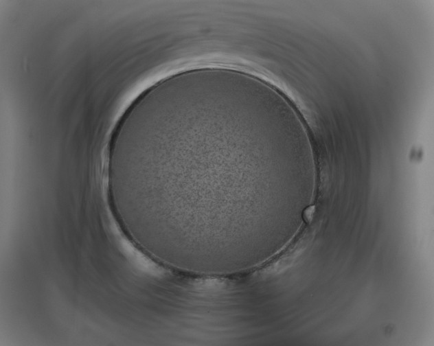 X0000096961515200802151224