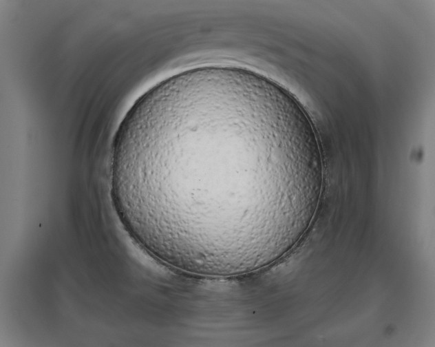 X0000096961526200802151224