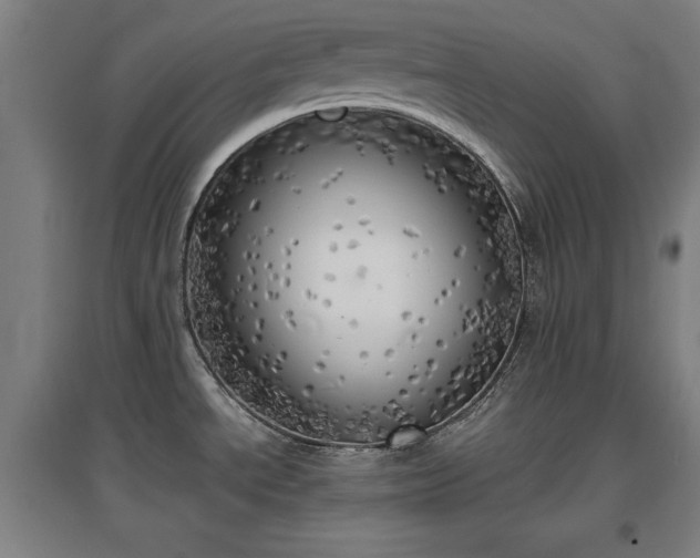 X0000096961534200802151224