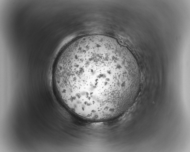 X0000096960054200802221350