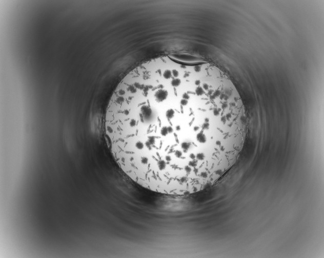 X0000096960093200802221351