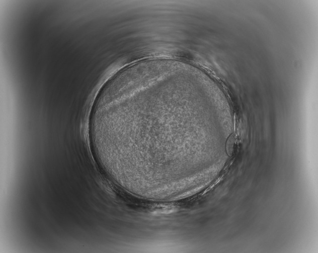 X0000096960099200802221350