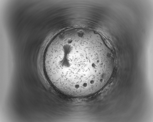 X0000096960241200802221348