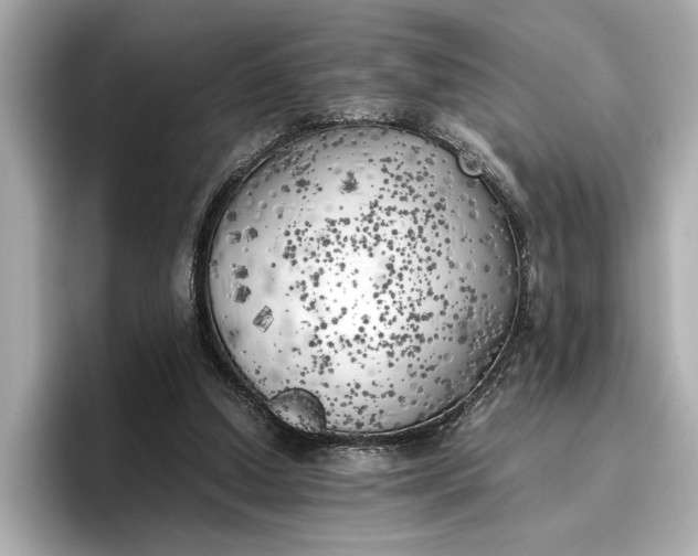 X0000096960250200802221348