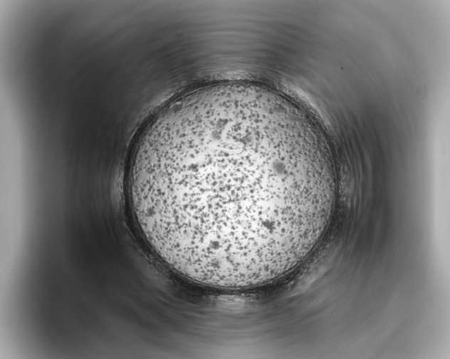 X0000096960394200802221346