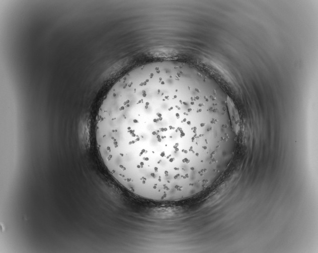 X0000096960404200802221346