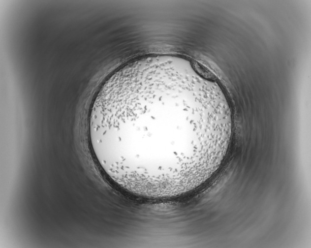 X0000096960433200802221345