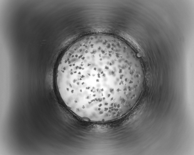 X0000096960442200802221345