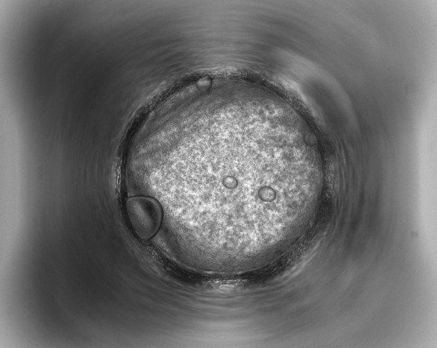 X0000096960495200802221345