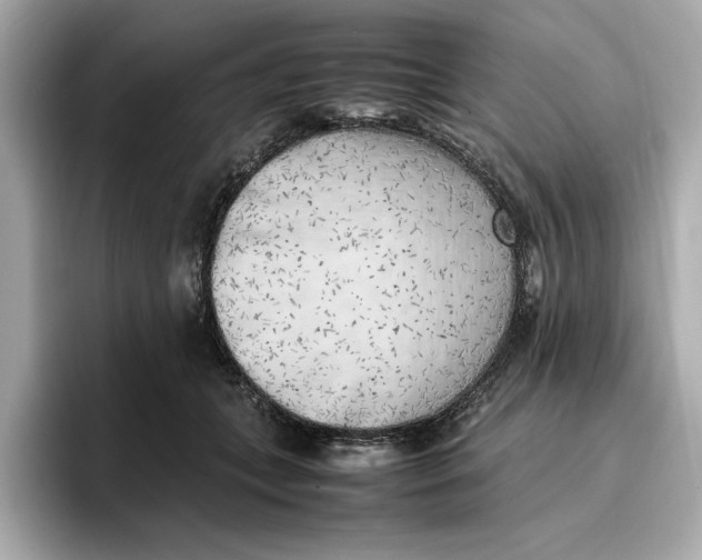 X0000096960559200802221344