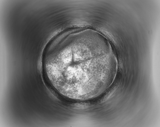 X0000096960630200802221343