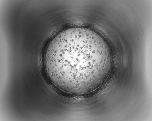 X0000096960642200802221343