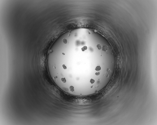 X0000096960650200802221343