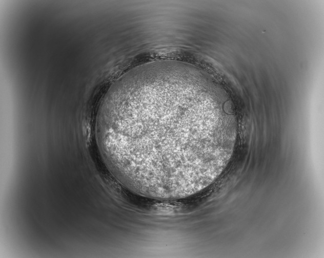 X0000096960703200802221342