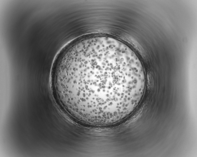 X0000096960780200802221341