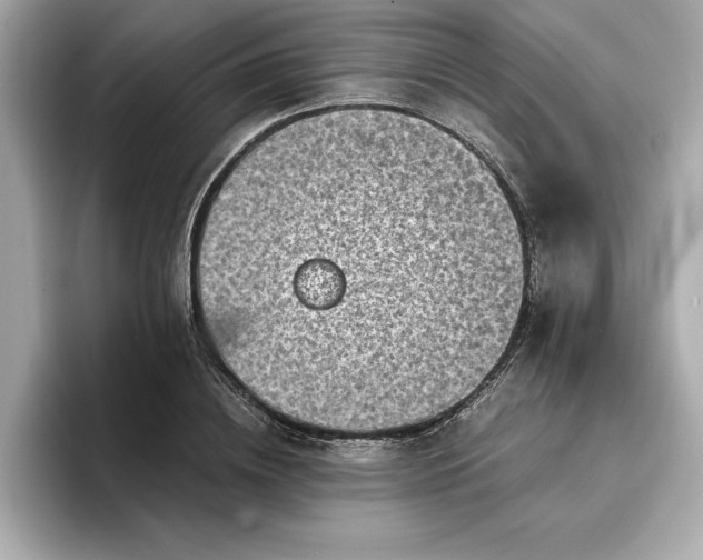 X0000096960836200802221340